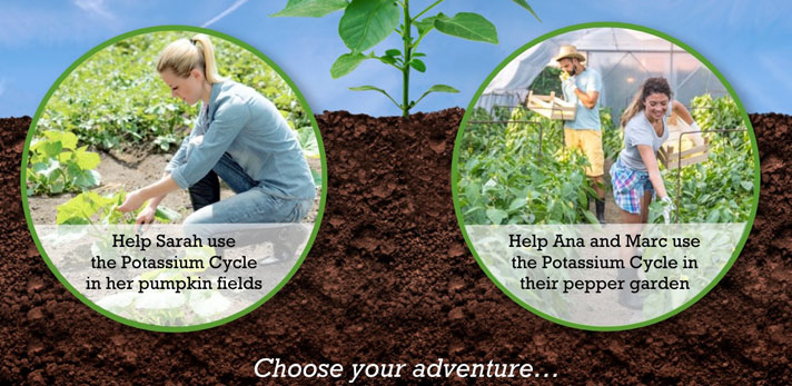 Choose your own Nitrogen Cycle adventure